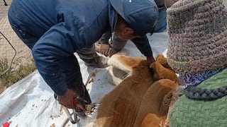 Moquegua: Realizan el primer chaccu de vicuñas en el anexo de Chilota