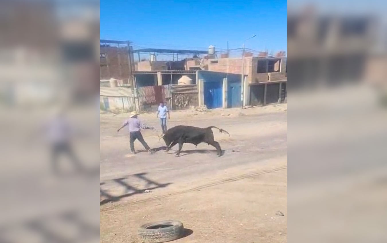 Toro embiste a cuidador y generó pánico en Apipa, Cerro Colorado (Arequipa). Foto: Captura de video.