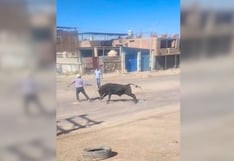 Arequipa: Toro embiste a cuidador y generó pánico en Apipa, Cerro Colorado (VIDEO)
