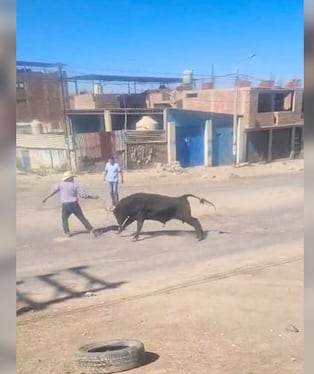 Toro embiste a cuidador y generó pánico en Apipa, Cerro Colorado (Arequipa). Foto: Captura de video.