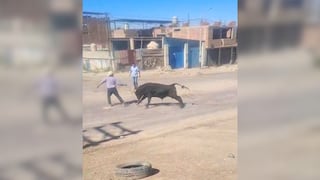 Arequipa: Toro embiste a cuidador y generó pánico en Apipa, Cerro Colorado (VIDEO)