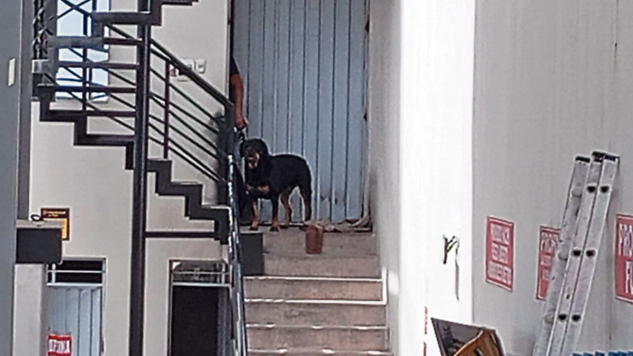Dana, una perra de raza rottweiler, asustó a los ladrones. Foto: GEC.