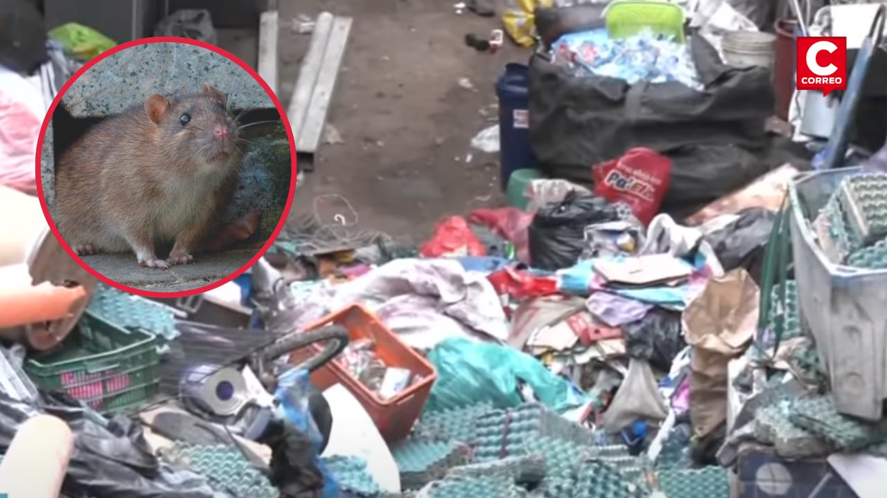 Moradores de la Asociación El Olivar en Ate conviven con una infestación de roedores y exigen cierre definitivo del local. El almacén fue clausurado, pero reabrió en cuestión de horas.