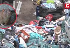 Vecinos de Vitarte denuncian plaga de ratas por chatarrería clandestina (VIDEO)