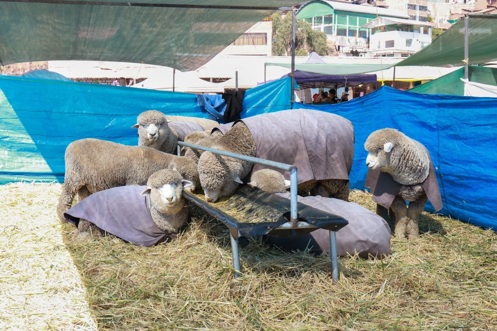 Productores, artesanos y ganaderos muestran lo mejor de su rendimiento en tradicional feria agropecuaria e industrial.