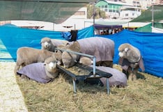 Juzgamiento y concurso de toros en la Feria Huancaro de Cusco