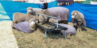 Productores, artesanos y ganaderos muestran lo mejor de su rendimiento en tradicional feria agropecuaria e industrial.