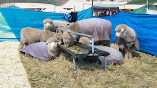 Juzgamiento y concurso de toros en la Feria Huancaro de Cusco