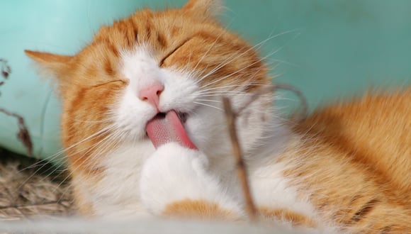 Los gatos son animales muy limpios por naturaleza. (Foto: Pixabay - Pexels)