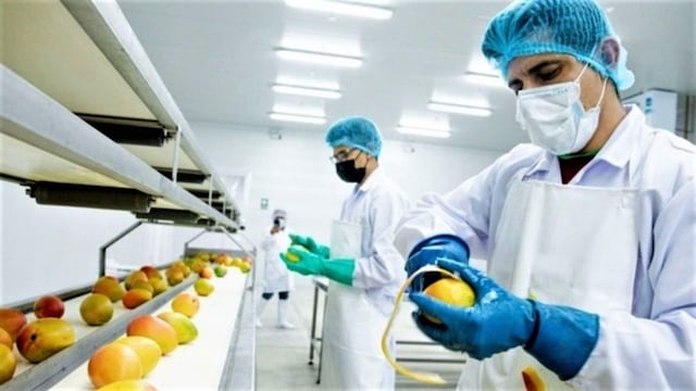 Agricultores de Piura exportarán mango congelado en cubos