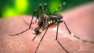 ​Alerta: EE.UU. registró el primer caso de zika por transmisión sexual 