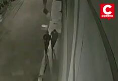 Delincuentes irrumpen en vivienda y envenenan a los perros de familia en Puente Piedra