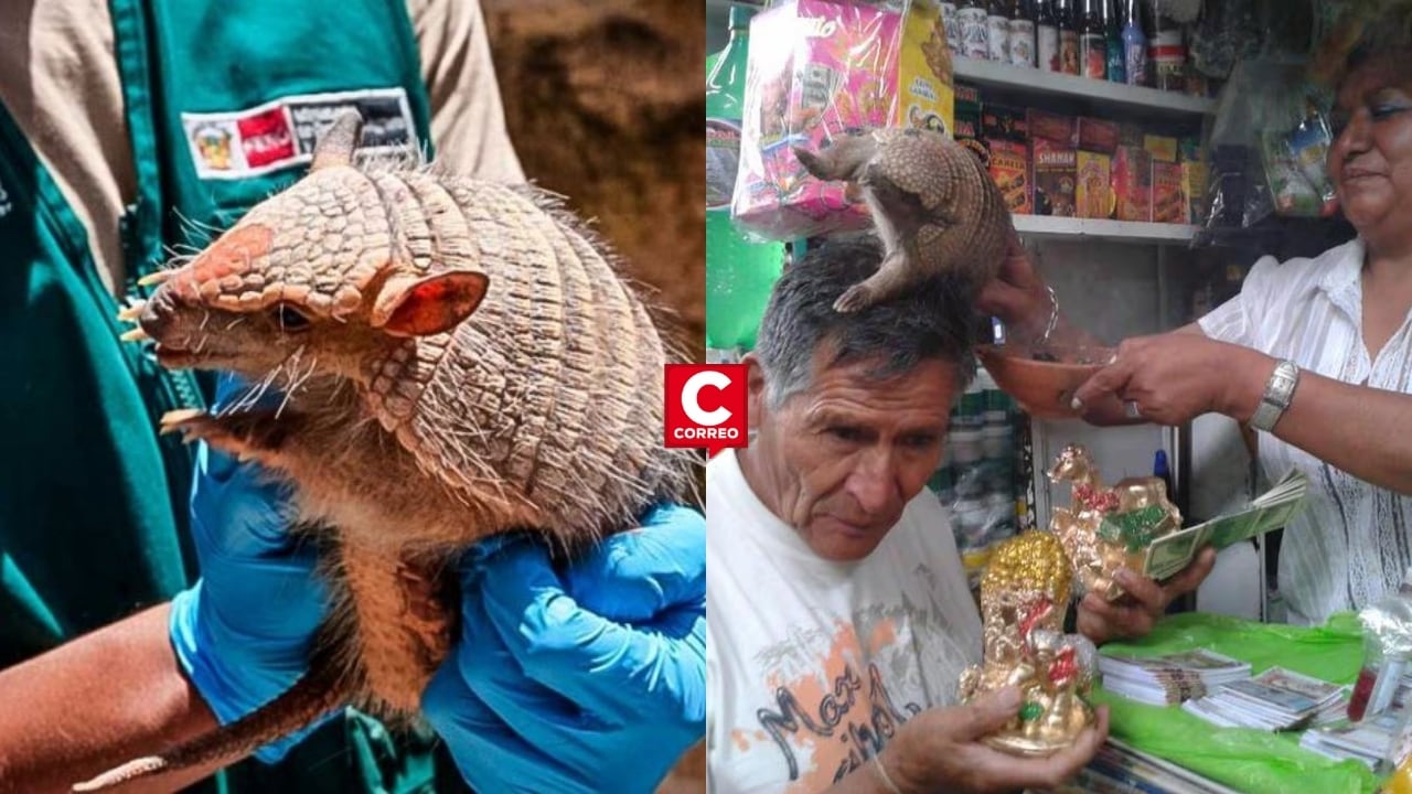 Perú lucha contra el uso ilegal de animales silvestres en rituales de fin de año