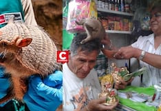 Serfor alerta sobre uso ilegal del quirquincho en rituales de “limpia” y buena suerte en Año Nuevo