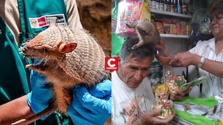 Serfor alerta sobre uso ilegal del quirquincho en rituales de “limpia” y buena suerte en Año Nuevo