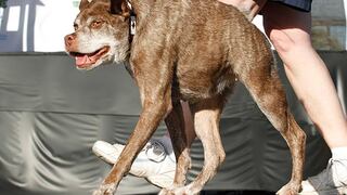 Quasi Modo elegida como la perra más fea del mundo (VIDEO)
