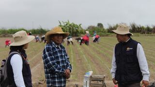 Aplican estrategia de control de plagas en Arequipa para mantener productividad del ajo en el valle de Tambo