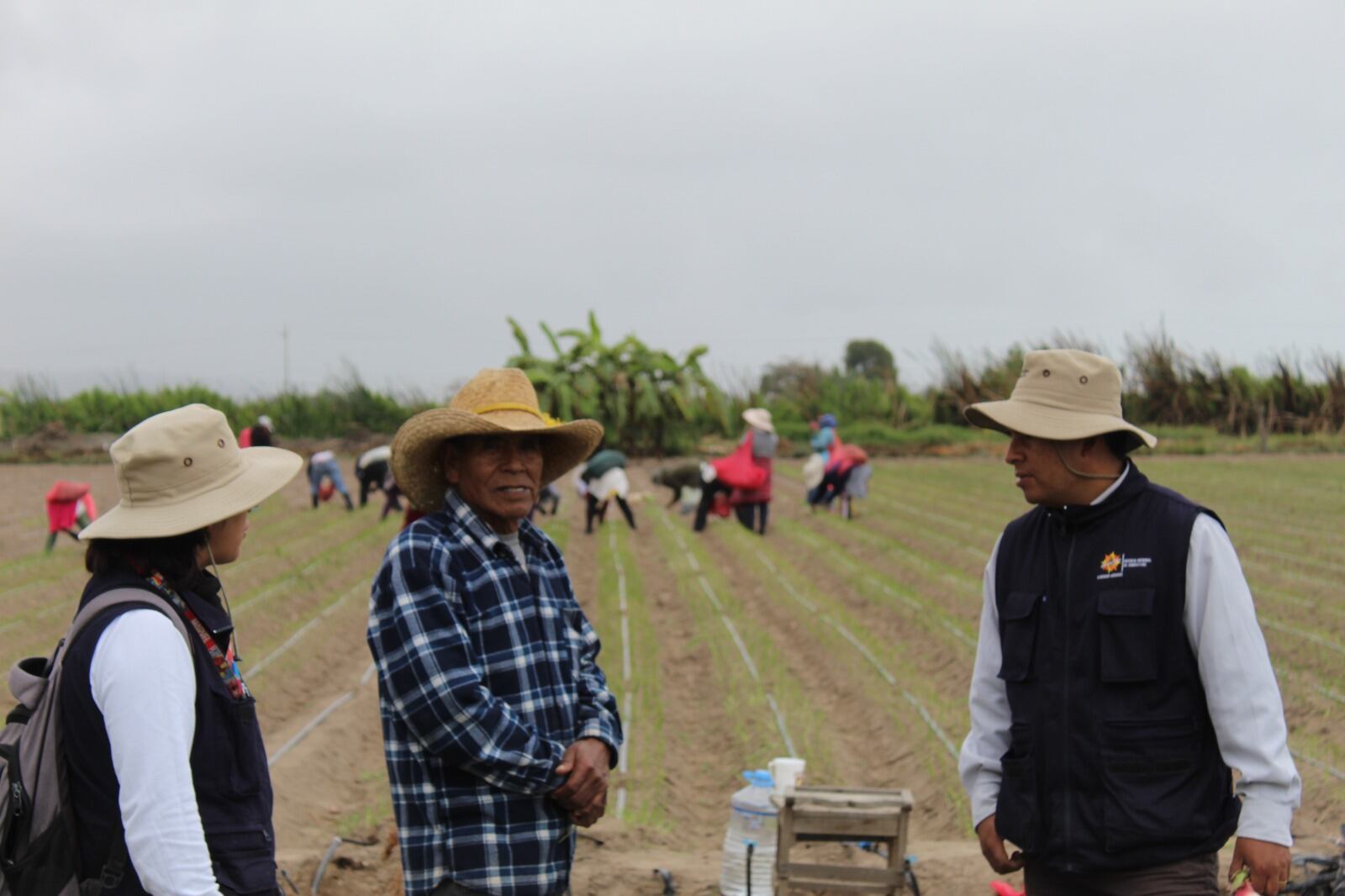 Capacitan a agricultores de Arequipa para mantener productividad de ajo. (Foto: Difusión)