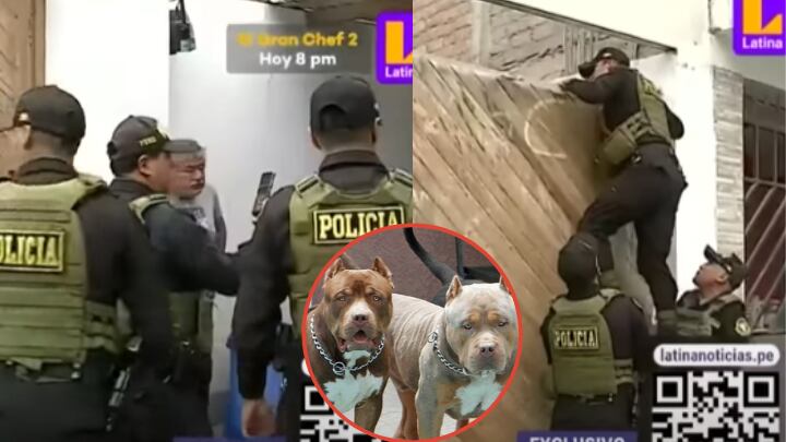 Atacan a policías con perros pitbull durante intervención. Foto: Latina