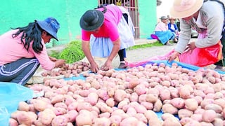Producción agrícola en Junín se muestra  inestable en el primer trimestre