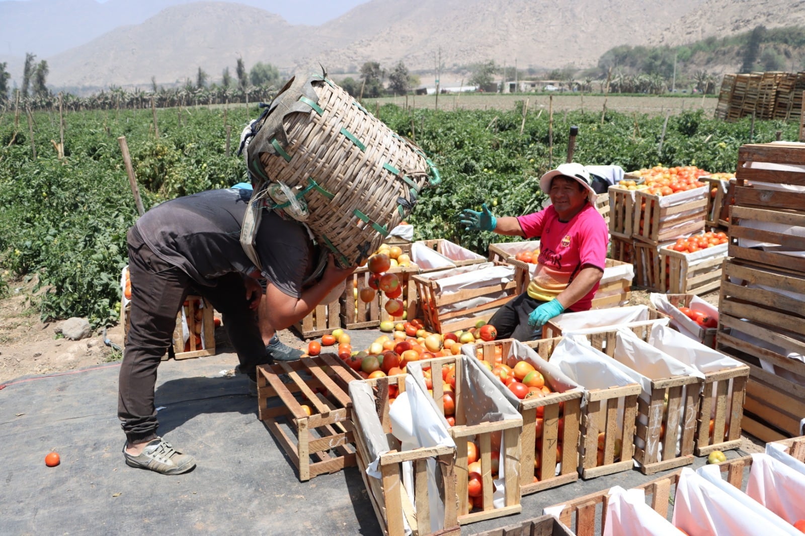 El uso responsable y regulado de plaguicidas contribuye al crecimiento del sector agropecuario y al posicionamiento del Perú en mercados internacionales exigentes.