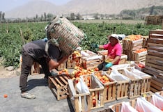 Uso adecuado de plaguicidas fortalece la competitividad del agro peruano y sus exportaciones