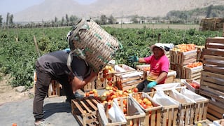 Uso adecuado de plaguicidas fortalece la competitividad del agro peruano y sus exportaciones