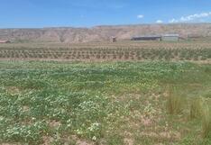 Puno: Estiman que más del 60% de cultivos fueron afectadas por las heladas en la región