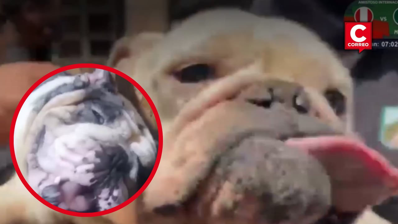 La intervención se realizó en un inmueble de la zona D, donde las autoridades encontraron perros con problemas de salud y signos de explotación reproductiva.
