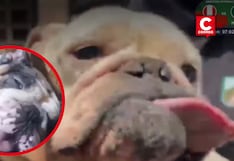Rescatan a 47 animales de criadero clandestino en San Juan de Miraflores