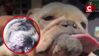 Rescatan a 47 animales de criadero clandestino en San Juan de Miraflores