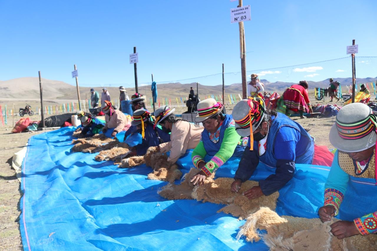 Chaccu Nacional de Vicuña Tolconi 2026, en la provincia de Castilla. Foto: SERFOR