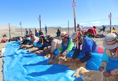 Chaccu Tolconi 2026: Esquilan 859 vicuñas y generan ingresos para miles de familias en Arequipa
