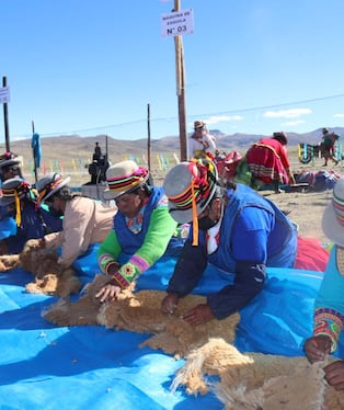 Chaccu Nacional de Vicuña Tolconi 2026, en la provincia de Castilla. Foto: SERFOR