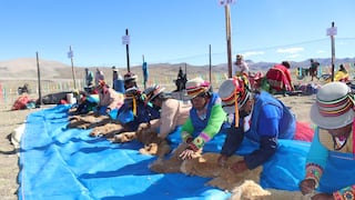Chaccu Tolconi 2026: Esquilan 859 vicuñas y generan ingresos para miles de familias en Arequipa