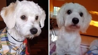 La historia de ‘Luno’, un perro retenido en un aeropuerto de Madrid que podría ser sacrificado