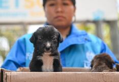 Parque Metropolitano Huáscar recibe animales rescatados en busca de adopción