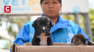 Parque Metropolitano Huáscar recibe animales rescatados en busca de adopción