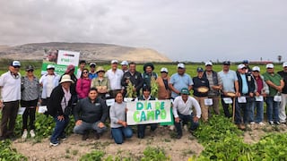 Usan parcela demostrativa en Camaná para capacitar sobre el frijol