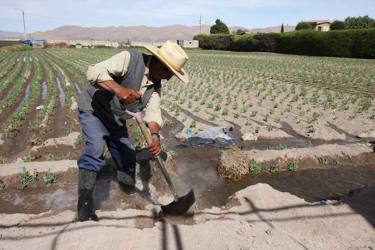 Falta de agua afecta a agricultores de Arequipa (Foto:GEC)