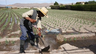 Reducen 30% de agua a agricultores de Arequipa y escasez ya genera pérdidas económicas