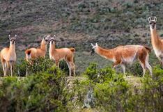 La Libertad: Todo Listo para la Quinta Edición del Festival Turístico Regional Guanaco 2024