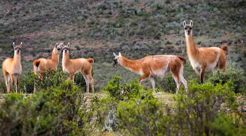Fredy Abanto Terrones, Jefe Reserva Nacional de Calipuy, afirmó que evento impactará positivamente en la población. Sostuvo que se promueven visitas a través del turismo de investigación.