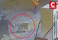 Perro guardián impide asalto a trabajadora de grifo en Comas (VIDEO)