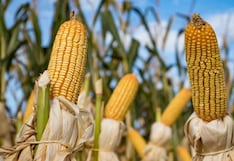 Huancayo: Maíz de San Jerónimo de Tunán enfrenta caída en el precio debido a sobreproducción