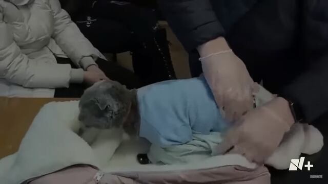 Mujer disfrazó a su gato de bebé para transportar drogas en Rusia (VIDEO)