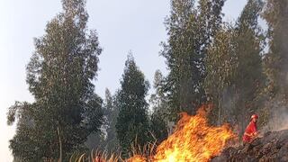 Junín: Urge declaratoria de emergencia ante ola de incendios forestales