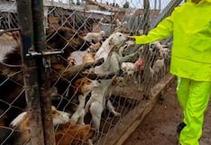 Huancayo: extraños envenenan y matan a 30 perros acogidos en albergue