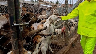 Huancayo: extraños envenenan y matan a 30 perros acogidos en albergue