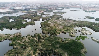 El Niño amenaza ecosistema de los Pantanos de Villa: advierten reducción de los espejos de agua